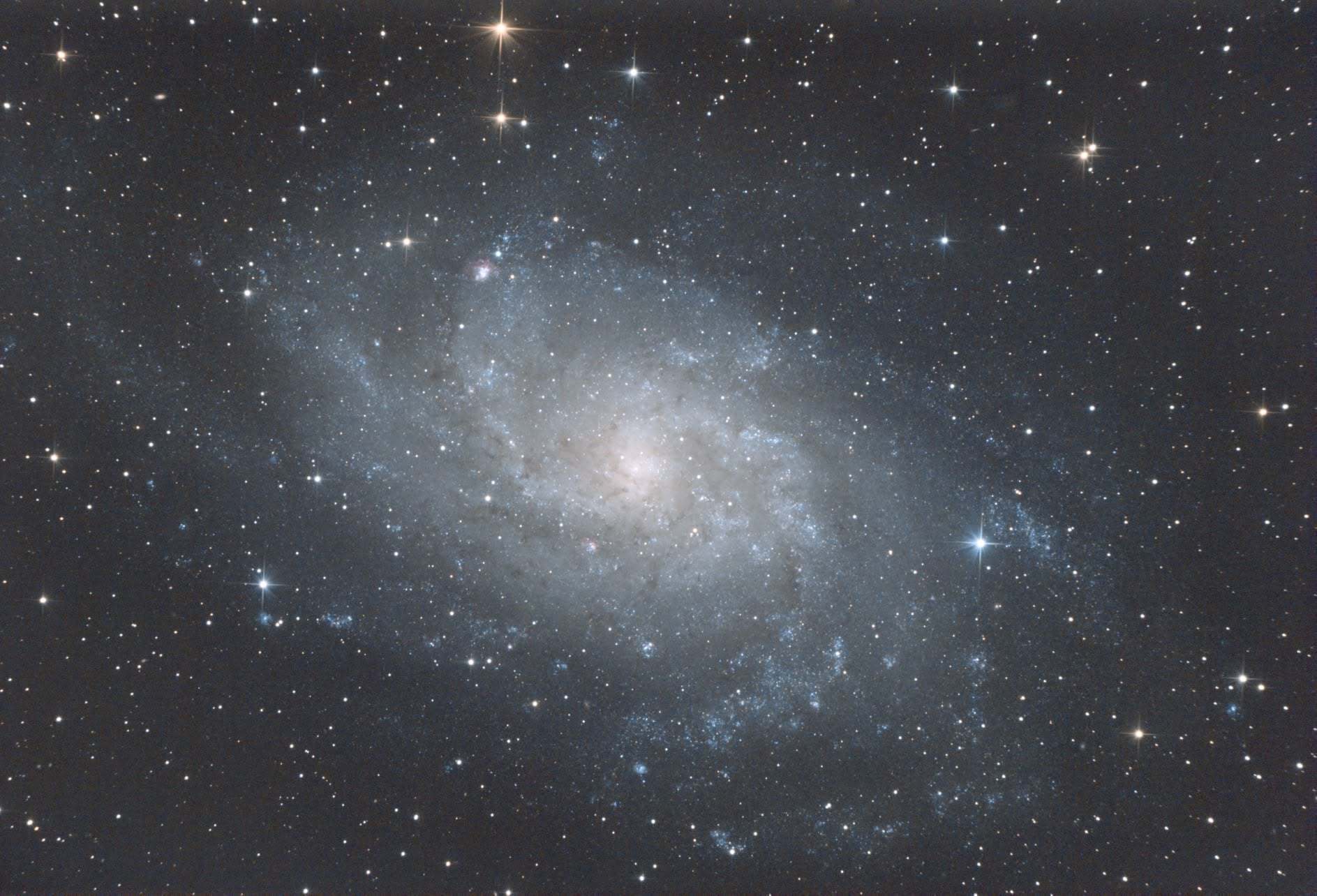 Galaxie du Triangle (M33) photographiée au télescope : grande spirale vue de face aux bras bleutés semés de nébuleuses roses, sur fond d'étoiles.