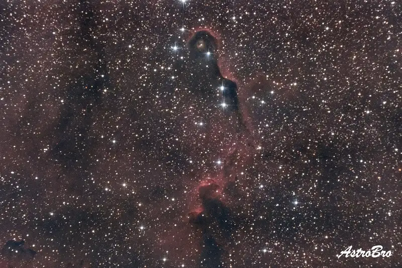 Trompe de l'Éléphant (IC 1396A) photographiée au télescope : long filament de poussière sombre bordé d'un liseré lumineux, serpentant dans un champ d'hydrogène rouge parsemé d'étoiles.